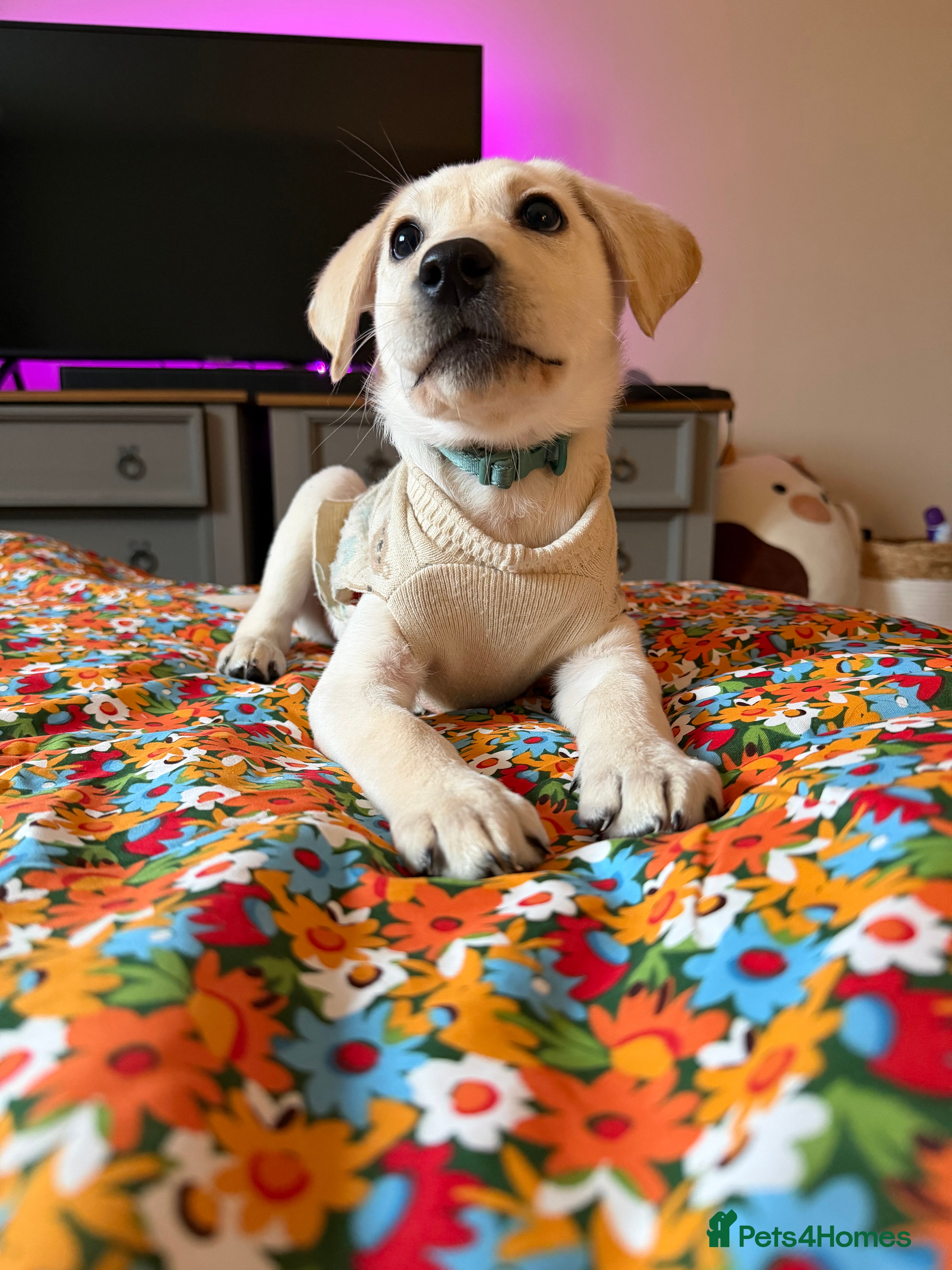 Labrador Retriever dogs Labrador puppy  - Advert 1