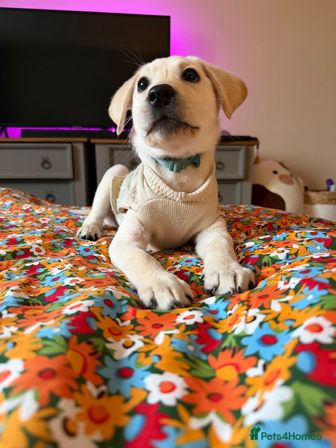 Labrador Retriever dogs for sale: Labrador puppy  - Advert 1