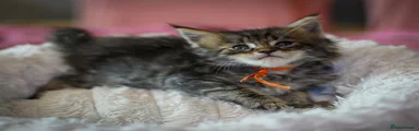 Maine Coon 3