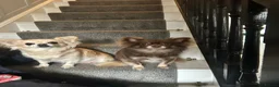 Chihuahua dogs for sale: Gorgeous litter of long hair chihuahuas  - Advert 2