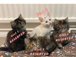 Mixed Breed cats 4 female kittens are looking for loving homes 🏡 - Advert 3