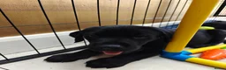 Labrador Retriever dogs for sale: Beautiful Black Labrador Boys Ready Soon - Advert 8