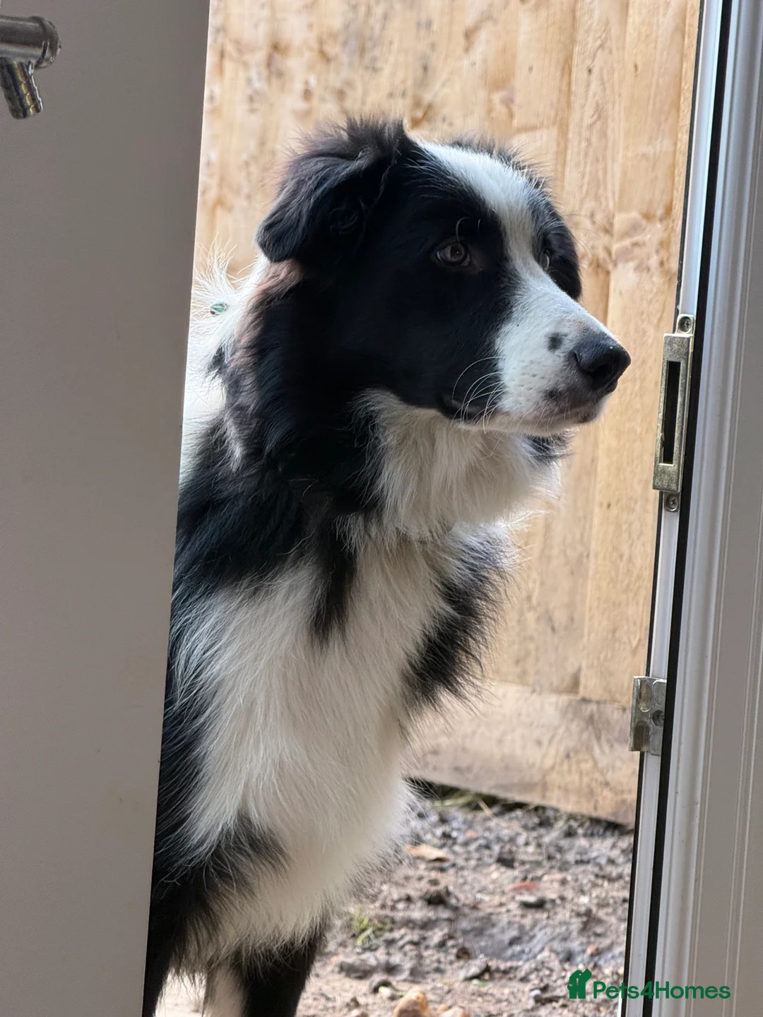 Border Collie dogs for sale: Border collie  - Advert 2