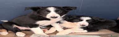 Border Collie Puppy 4