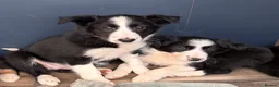 Border Collie dogs for sale: Beautiful Border Collie Puppies  - Advert 4
