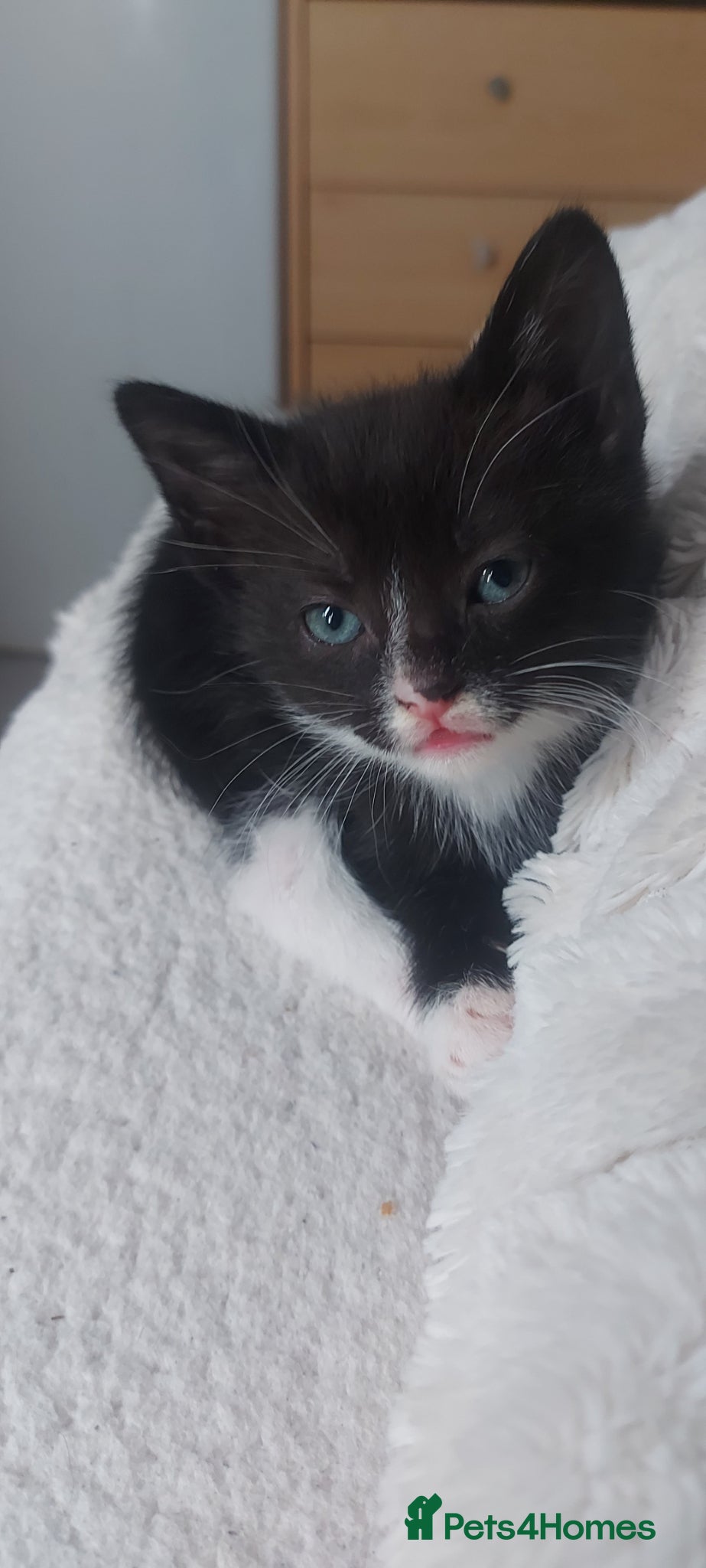 Mixed Breed cats Kittens ready now  - Advert 2