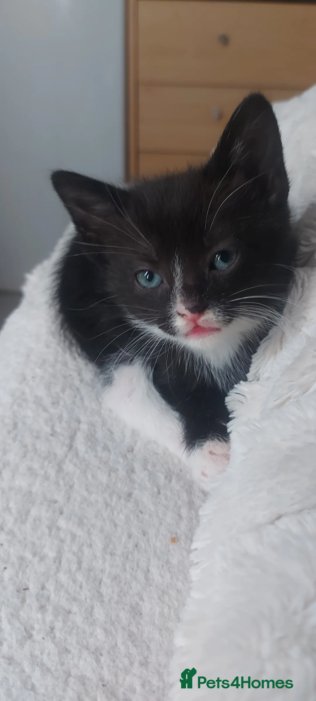 Mixed Breed cats for sale: Kittens ready now  in Glasgow - Advert 1