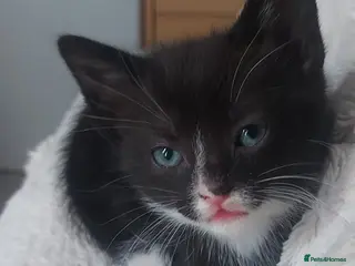 Mixed Breed cats Kittens ready now - Advert 1