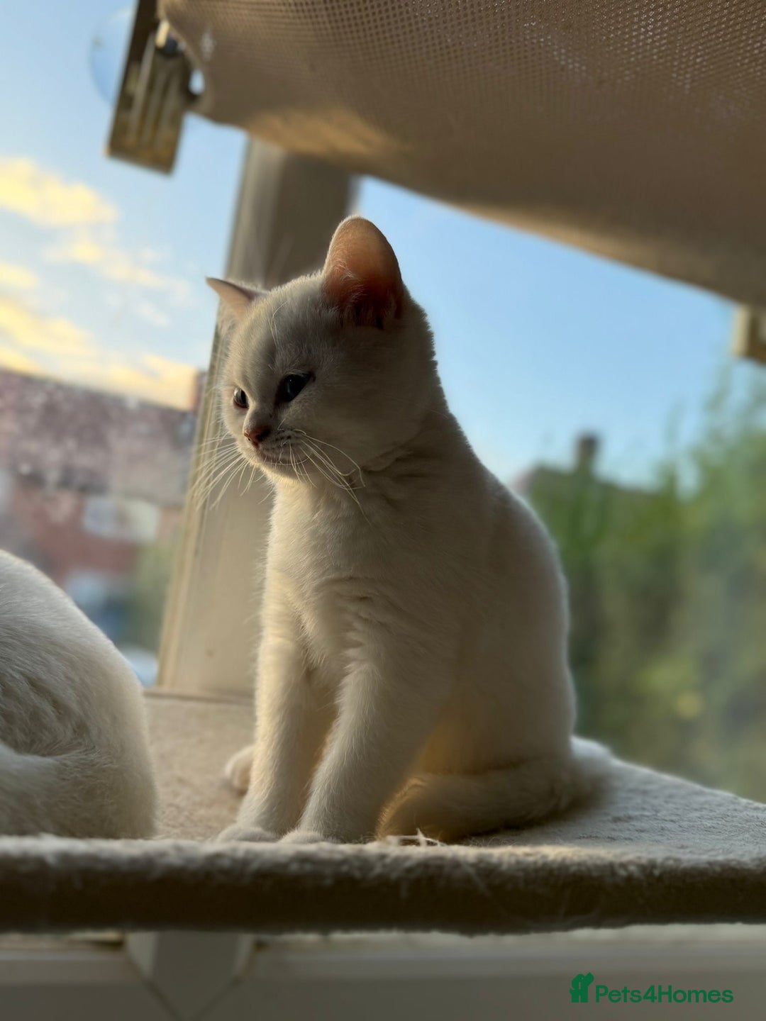 British Shorthair cats for sale: Beautiful BSH female kitten 11 weeks  - Image 1