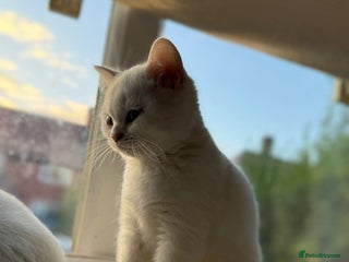 British Shorthair cats - Advert 15