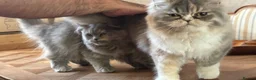 Persian cats for sale: Two Pure-bred Persian Girls - Ready Now - £450 - Advert 11