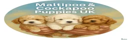 Cockapoo dogs for sale: American Cockapoo Puppies Expected - Advert 3