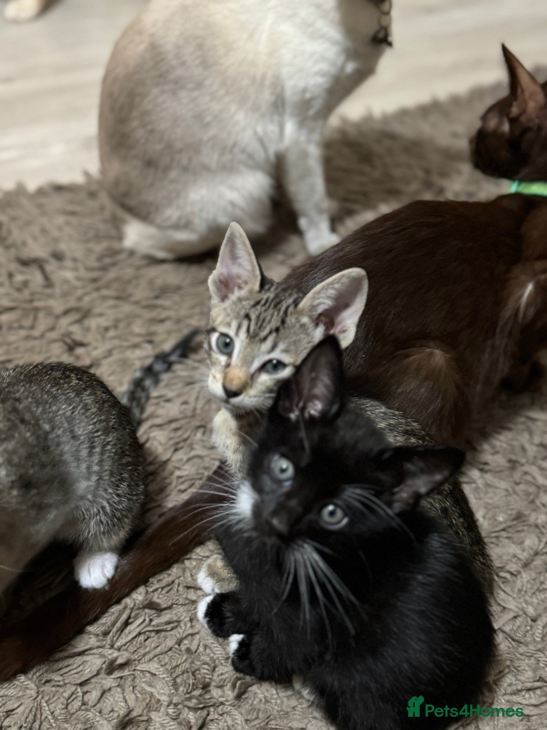 Mixed Breed cats for sale: Sweet kittens for sale  - Advert 8