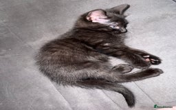 Mixed Breed cats for sale: 2 sweet black tabby boys  - Image 5