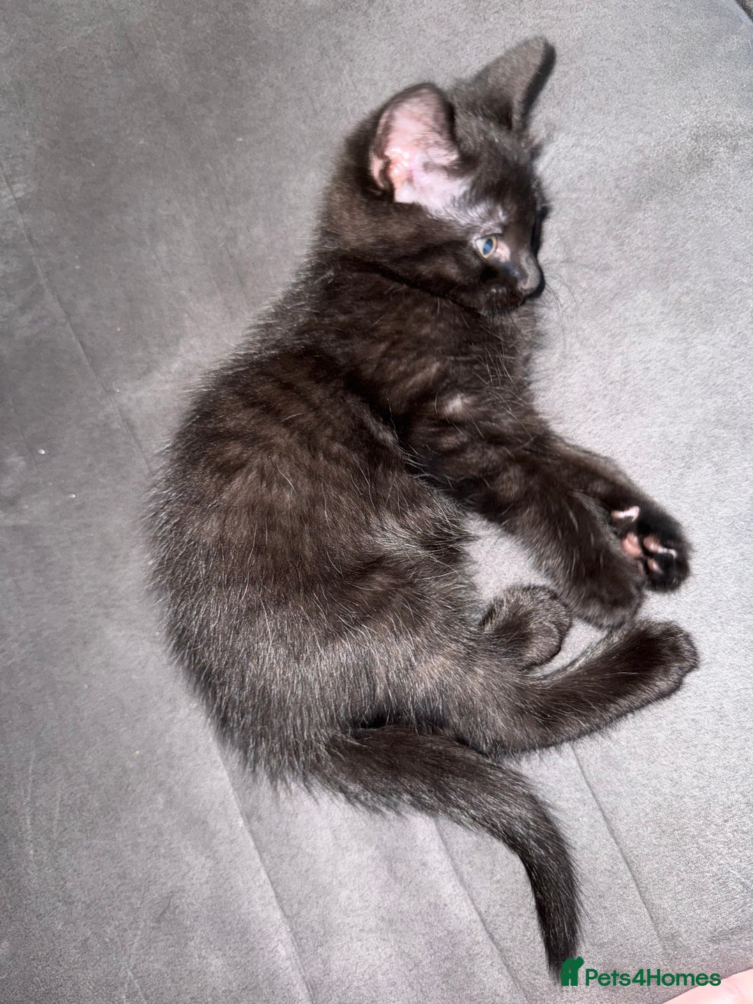 Mixed Breed cats for sale: 2 sweet black tabby boys  - Image 5