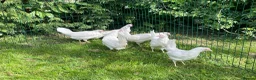 Chickens poultry for sale: Point of lay chickens LAYING HENS - Advert 8