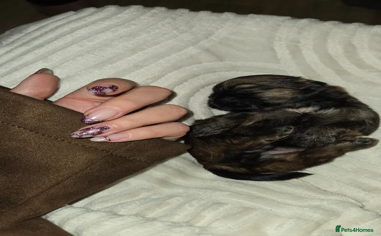 Shih Tzu dogs Adorable shih tzu  - Advert 4