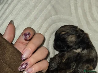 Shih Tzu dogs for sale: Adorable shih tzu - Advert 1