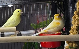 Canaries birds for sale: 2 male canarys - Image 2