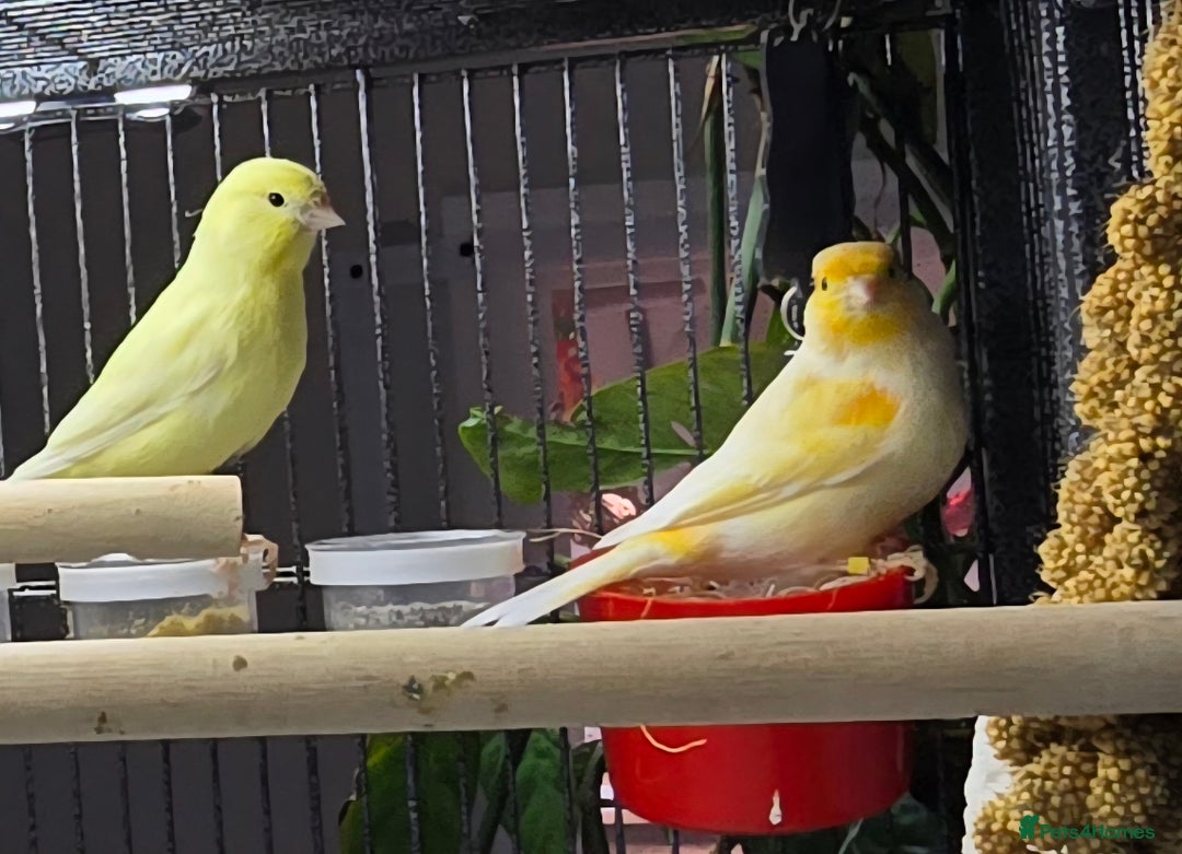 Canaries birds for sale: 2 male canarys - Image 2