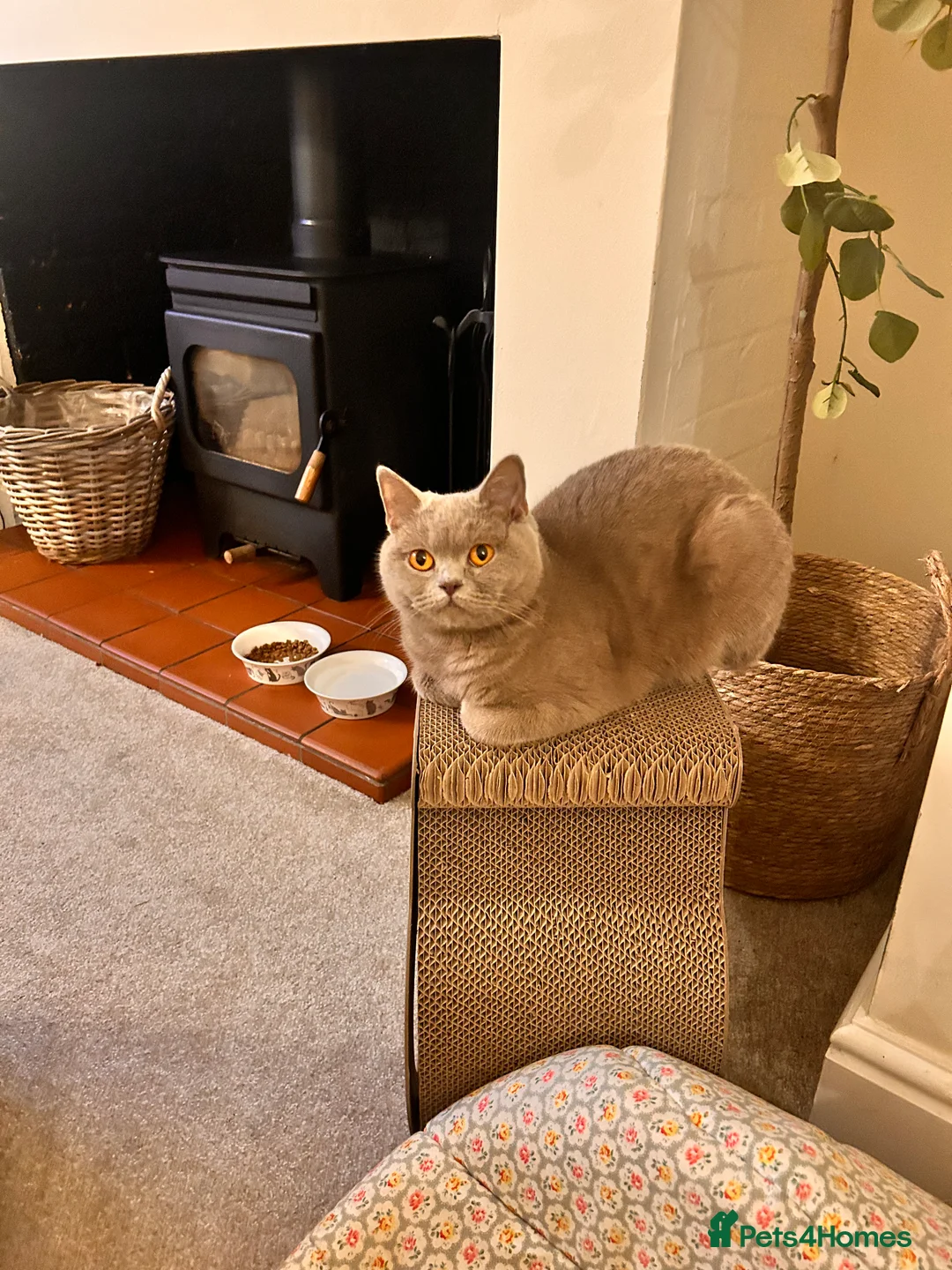British Shorthair cats for sale: 🌈 GCCF Blue 🏆 Champion 🏆 BSH teddy bear 🧸  - Advert 6
