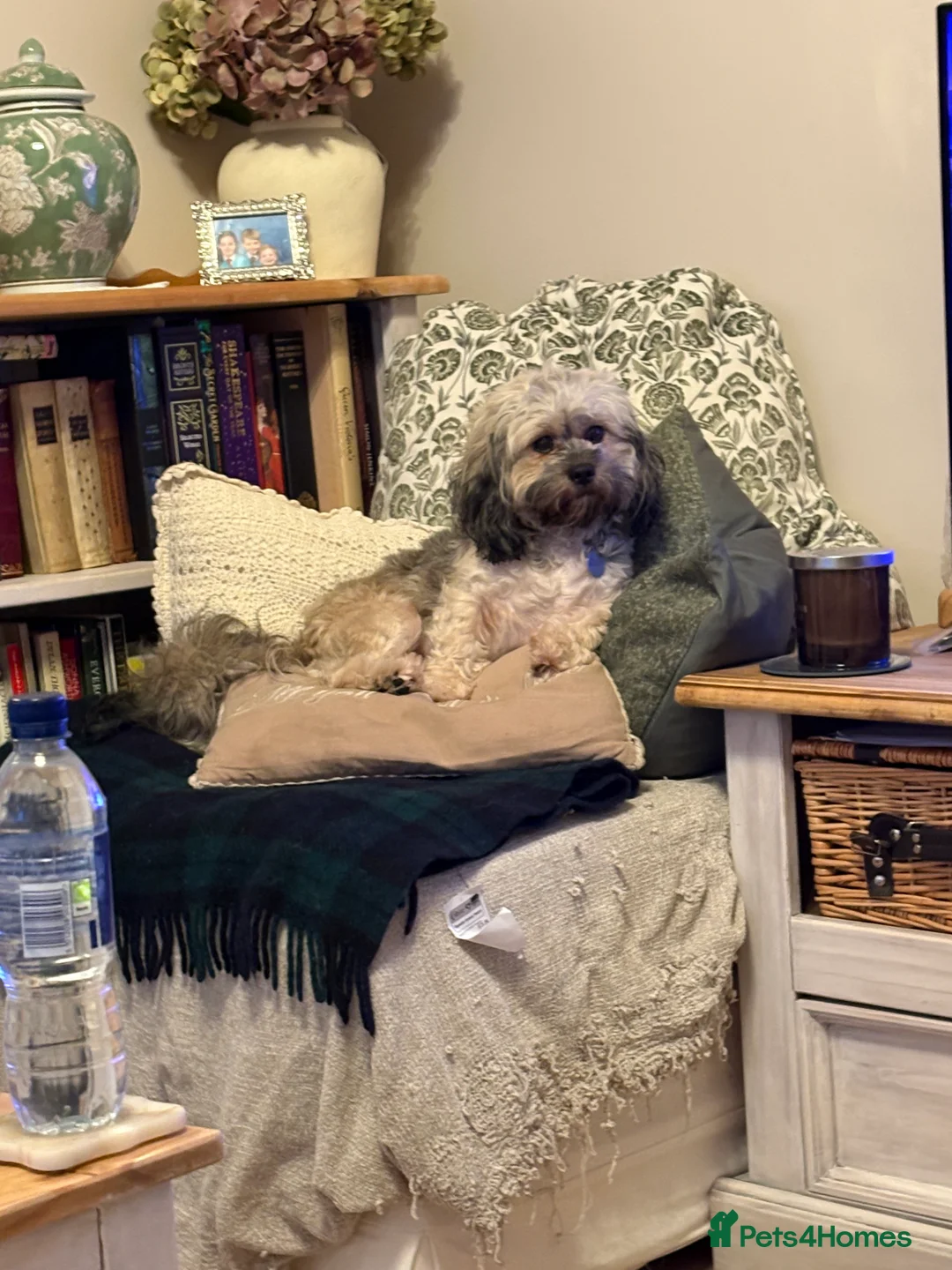 Mixed Breed dogs for sale: Rosie, pomchi x Coton de tulear 6 months  - Advert 2