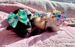 Chihuahua dogs for sale: Chihuahua pups  - Image 1