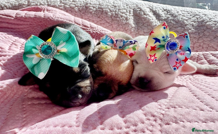 Chihuahua dogs - Advert 12