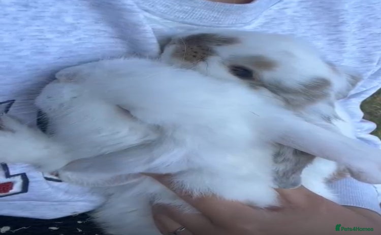 French Lop rabbits - Advert 1