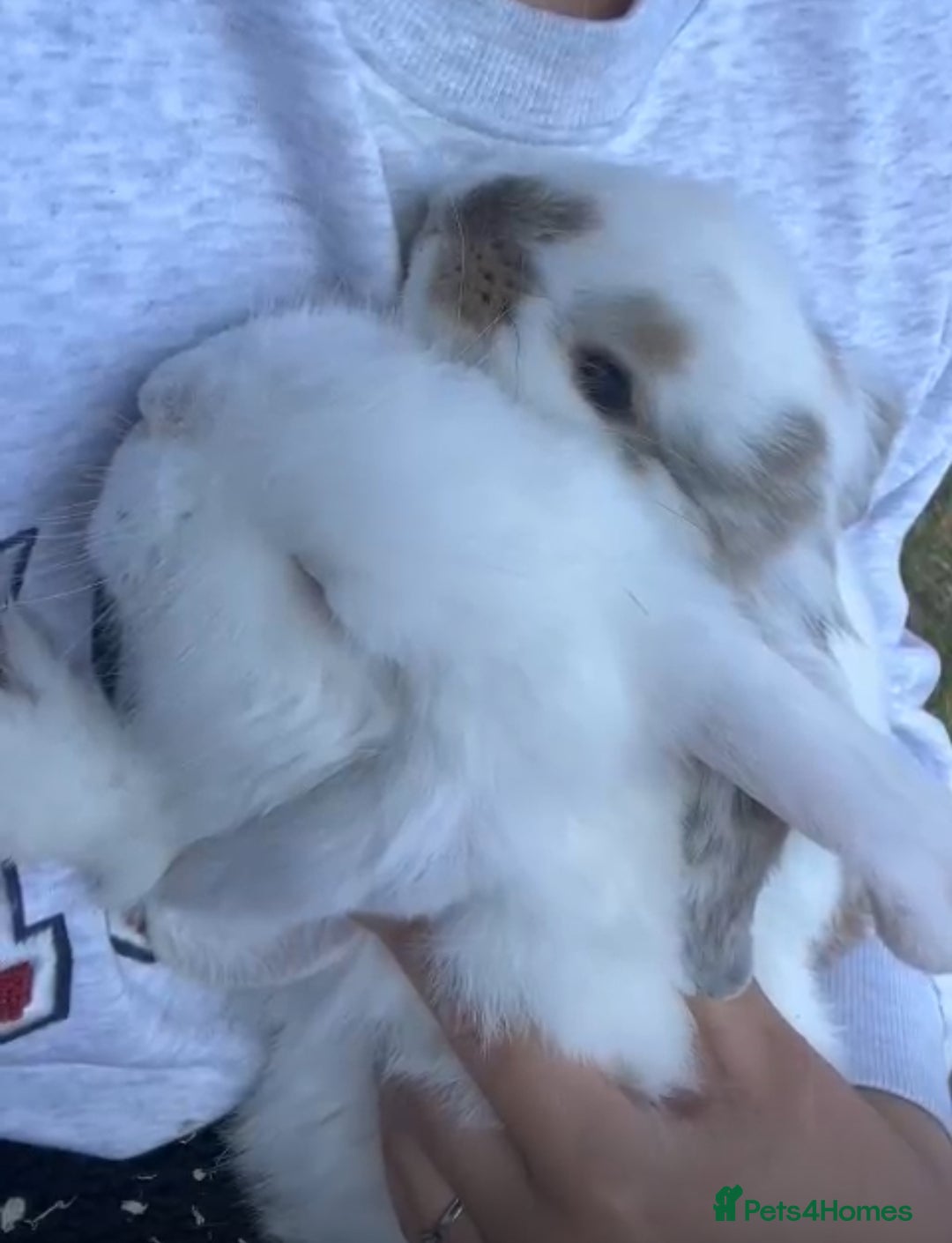 French Lop rabbits for sale: Two French lops bunny’s for sale  - Image 1