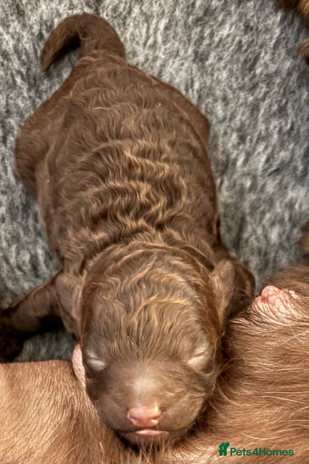 Cockapoo dogs for sale: 🐾 Beautiful F1B Cockapoos –Health Tested Parents  - Image 27