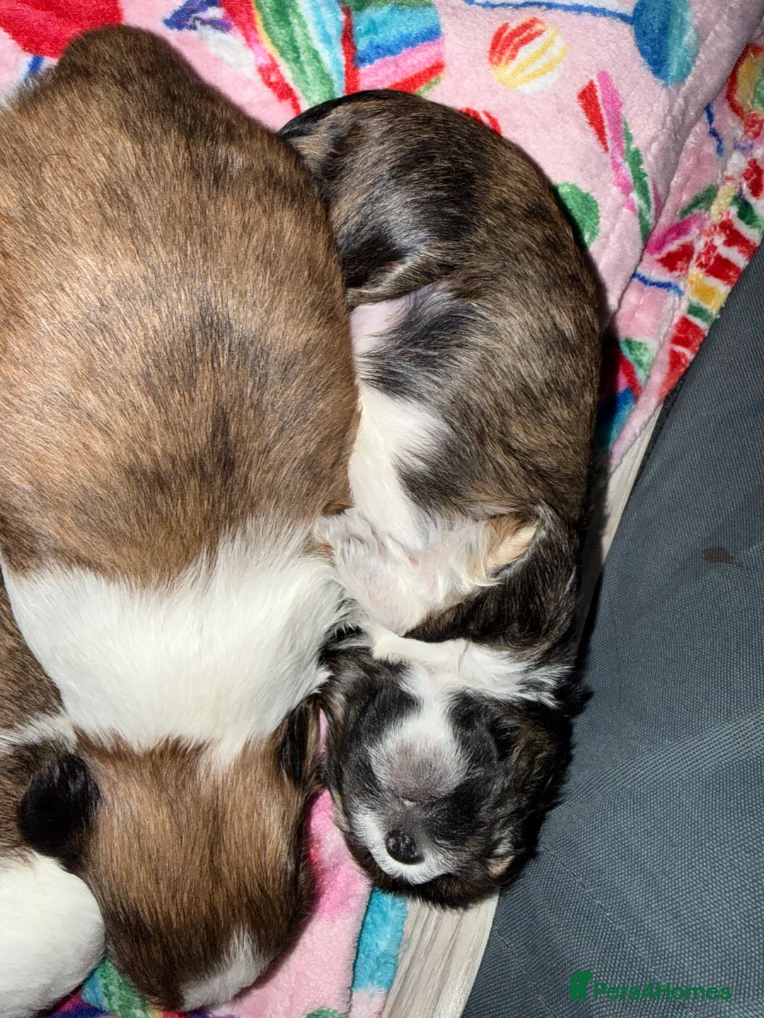 Shih Tzu dogs for sale: Shih Tzu puppies - Advert 24