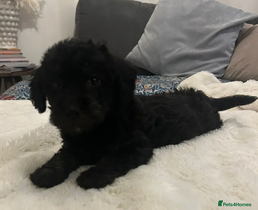 Jackapoo dogs for sale: Jackapoo puppies - Advert 12