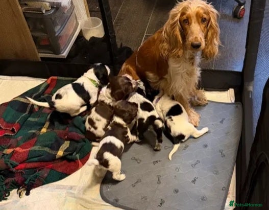 Sprocker dogs for sale: Sprocker puppy - Advert 6