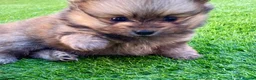 Pomeranian dogs for sale: Tiny Teddy Poms looking for their forever homes  - Advert 5