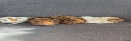 Guinea Pig rodents for sale: Baby guinea pigs  - Advert 3