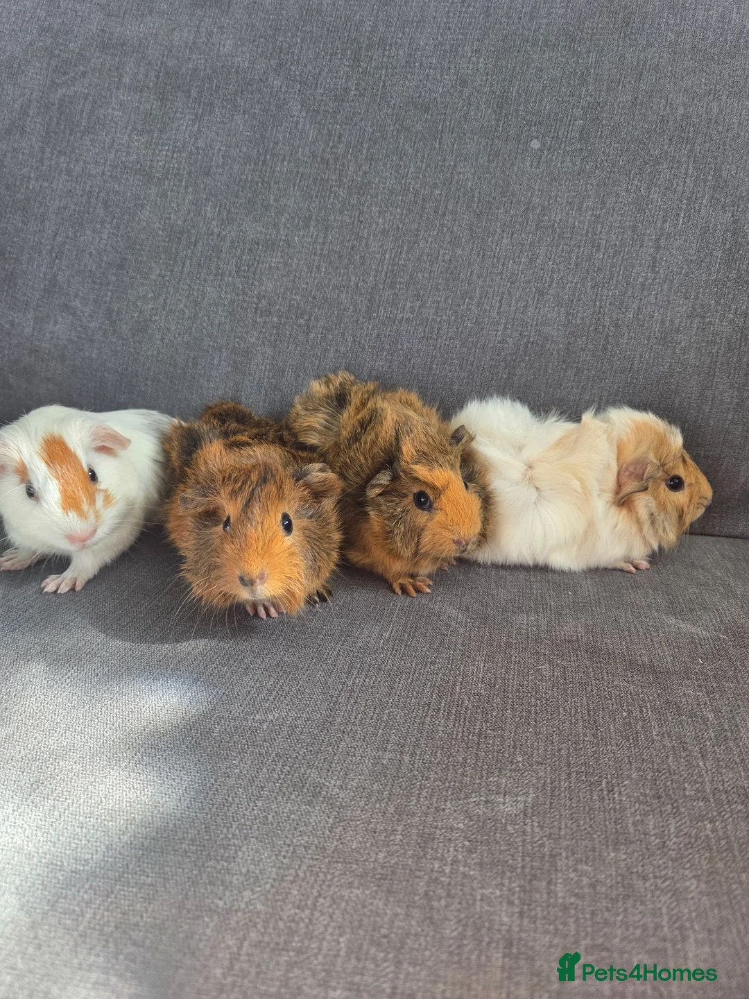 Guinea Pig rodents for sale: Baby guinea pigs  - Advert 3