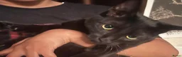 Mixed Breed cats for sale: Beautiful ragdoll mix kittens - Advert 20