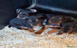 Lakeland Terrier dogs for sale: Lakeland terrier puppies  - Image 11