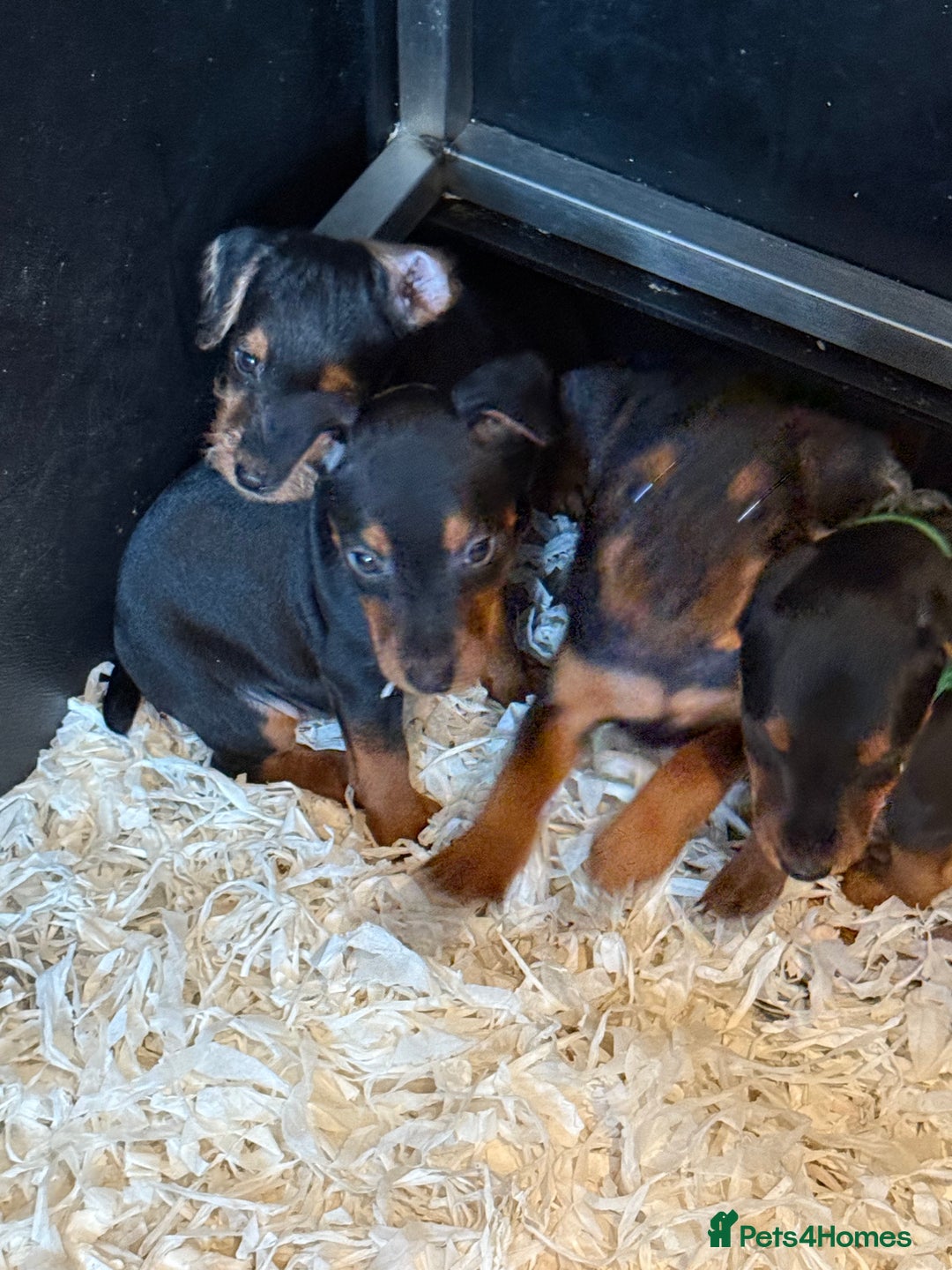 Lakeland Terrier dogs for sale: Lakeland terrier puppies  - Image 11