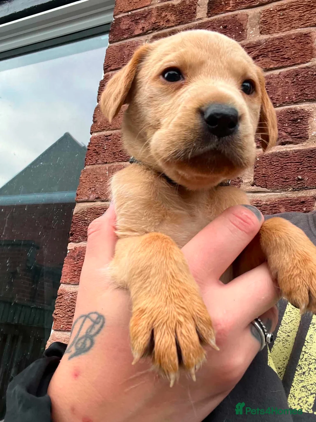 Labrador Retriever dogs for sale: Yellow & Red Labrador Pups health tested parents - Advert 2