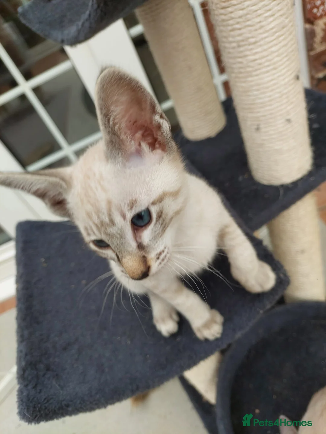Siamese cats for sale: One Seal Tabby Boy looking for his new home - Advert 5