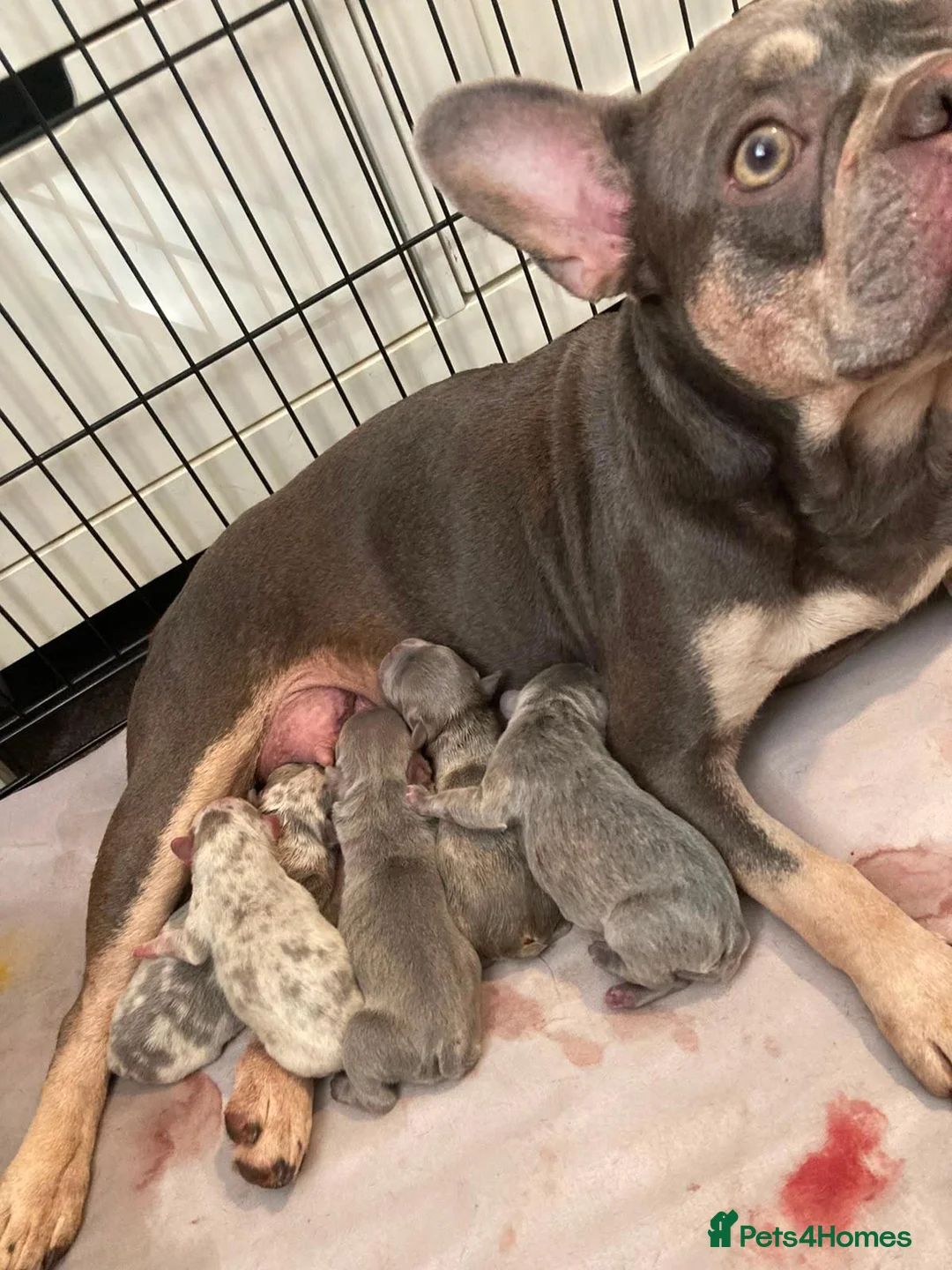 French Bulldog dogs for sale: Frenchie puppy's  in Epsom - Advert 2