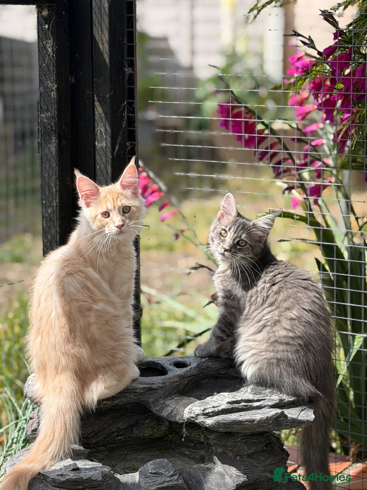 Maine Coon cats TICA Registered Maine Coon Kittens - Advert 2