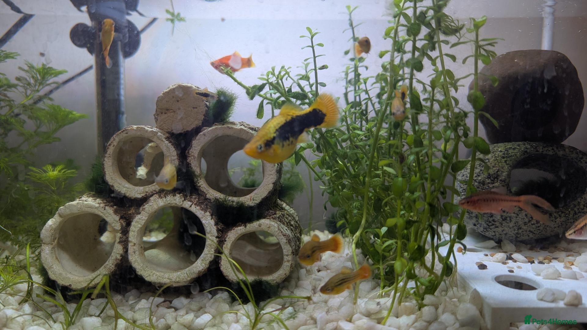 Platies fish Platies For Sale  - Advert 6
