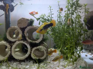 Platies fish Platies For Sale - Advert 6