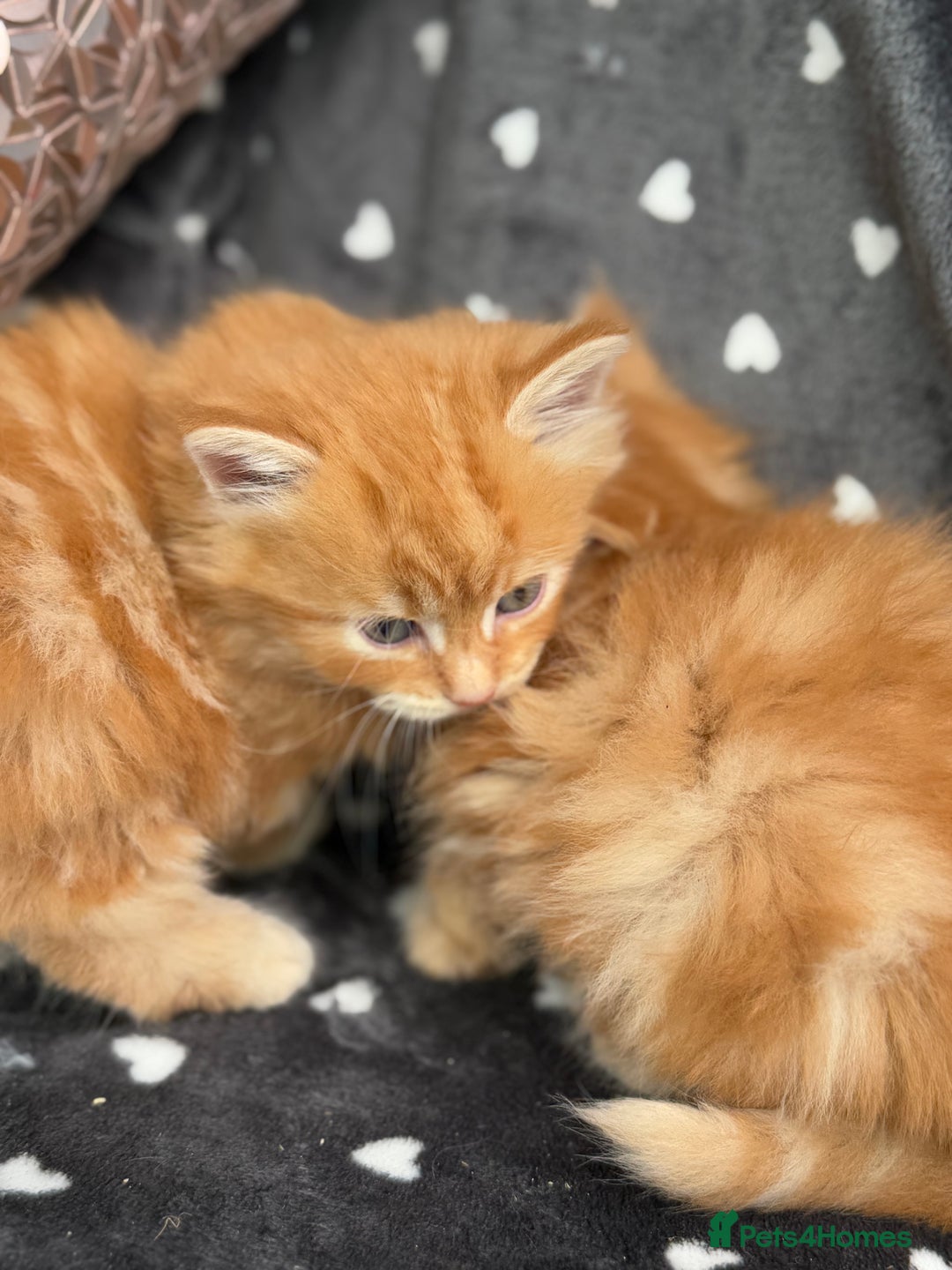 Ragdoll cats for sale: Beautiful Ragdoll cross kittens  - Image 15