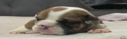 English Bulldog dogs for sale: Ready to leave this weekend  - Advert 15