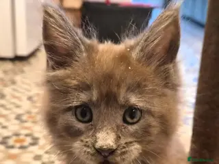 Maine Coon cats Maine coon pedigree kittens - Advert 17