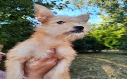 Mixed Breed dogs for adoption: 💖🐶 NIKOLETTA 🐶💖 - Image 4